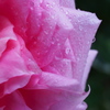 薔薇（オーバーナイトセンセーション）