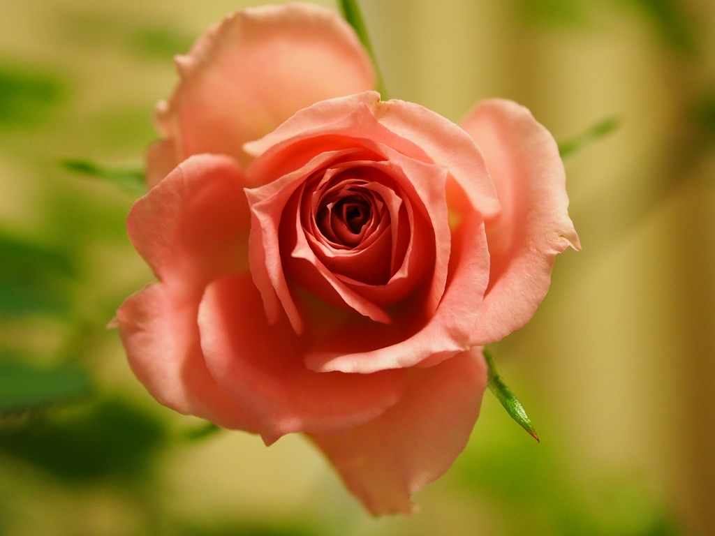 秋薔薇も近いですね