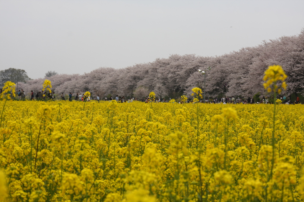 権現堂桜堤