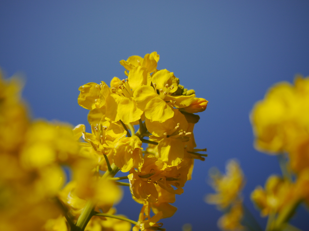 菜の花