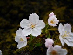 染井吉野