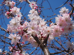 満開の桜たち