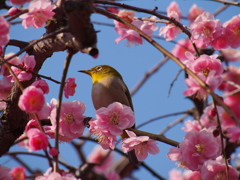 メジロも嬉しそうⅡ