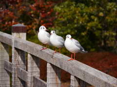 ”左向け左”　あれっ
