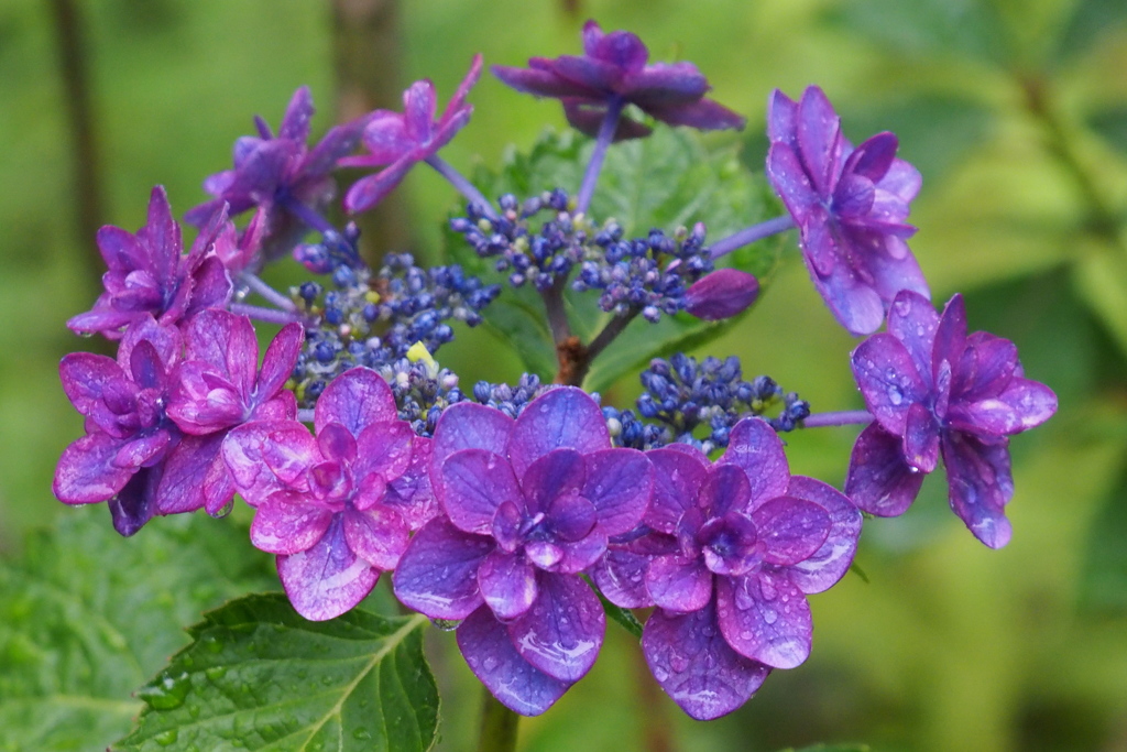 雨と紫陽花
