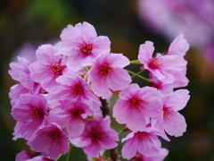 今シーズン最後の桜