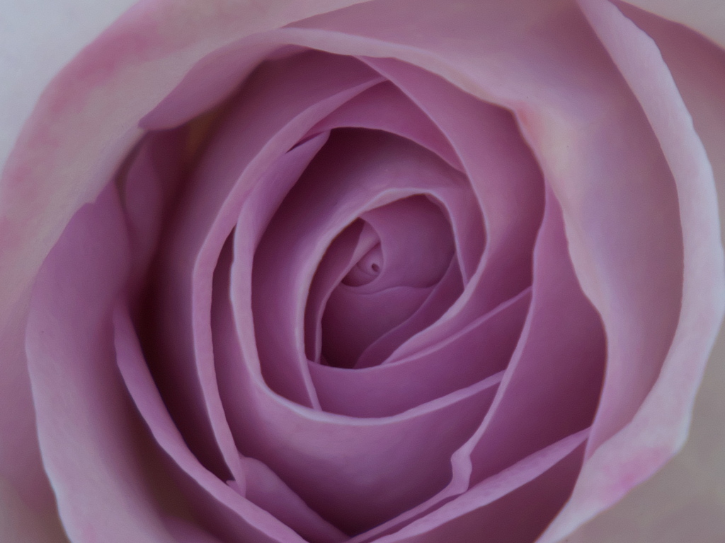 淡い紫の薔薇