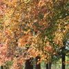 秋の木立
