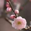 梅の季節'20