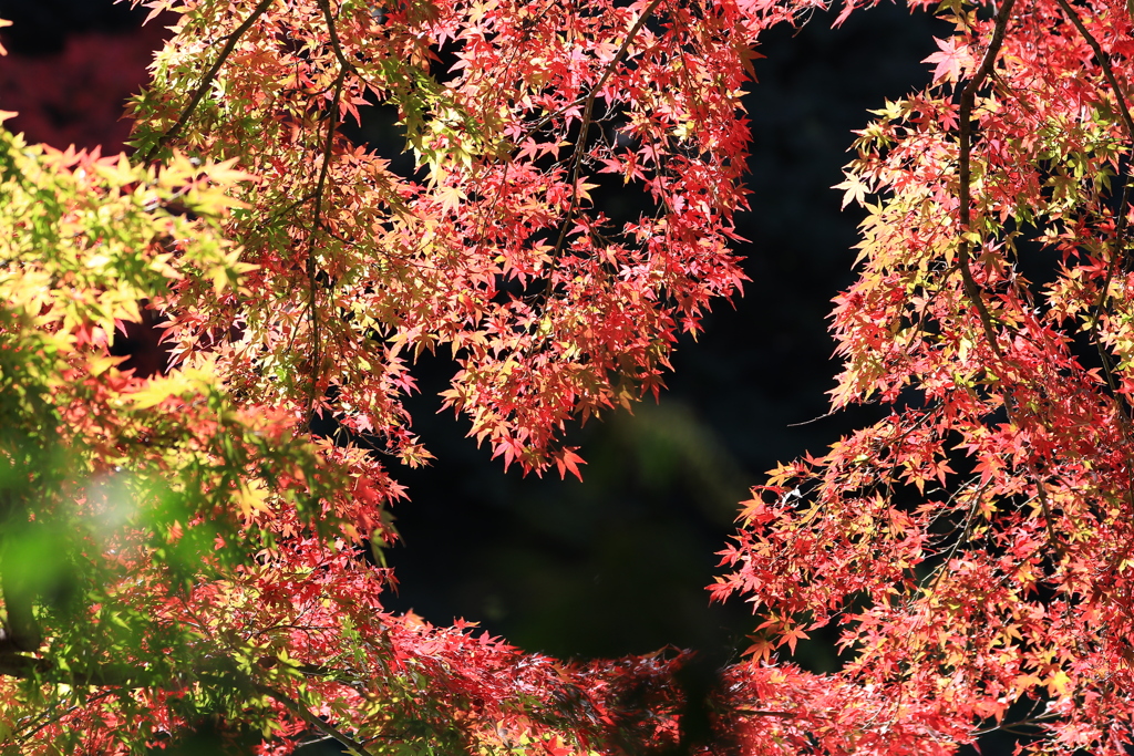 紅葉ステンドグラス