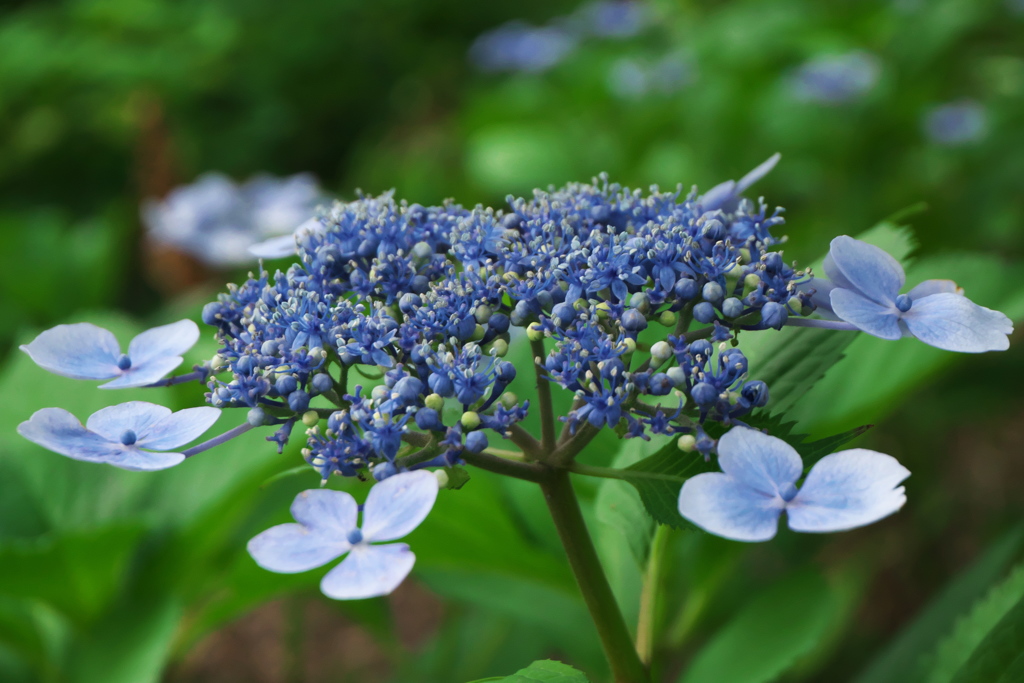 紫陽花真っ盛り