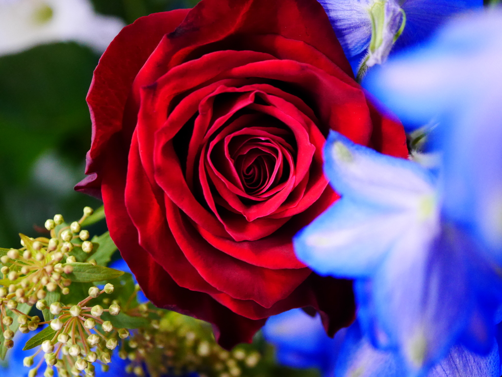 薔薇