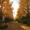 銀杏並木