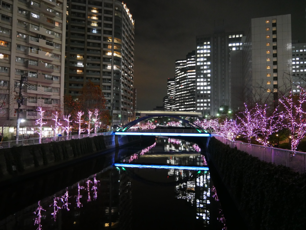 今年も咲いたね、冬の桜