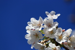 大島桜