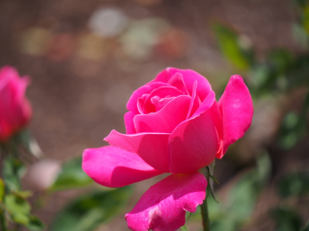 鶴舞公園の薔薇（’１５）