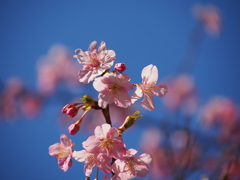 河津桜