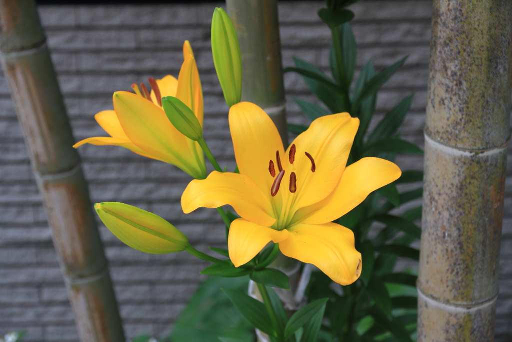 カサブランカ黄色