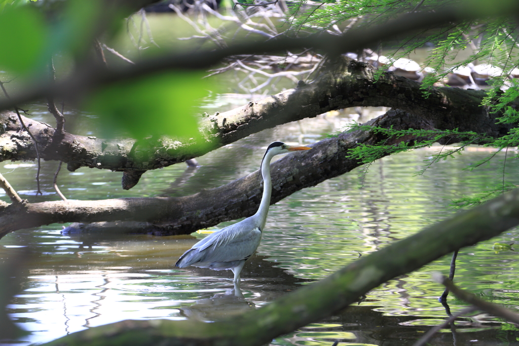 新緑の公園