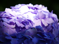 紫陽花（見納め）