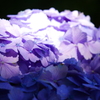 紫陽花（見納め）