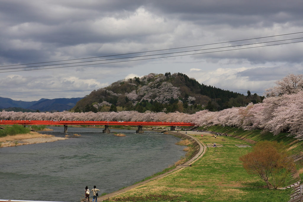 桧木内川堤の桜並木（’１２）