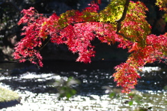 紅葉　小石川後楽園