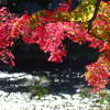 紅葉　小石川後楽園