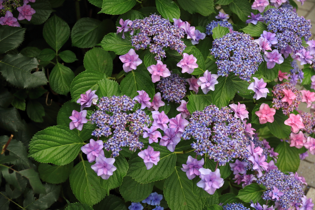 紫陽花　見頃を迎えました