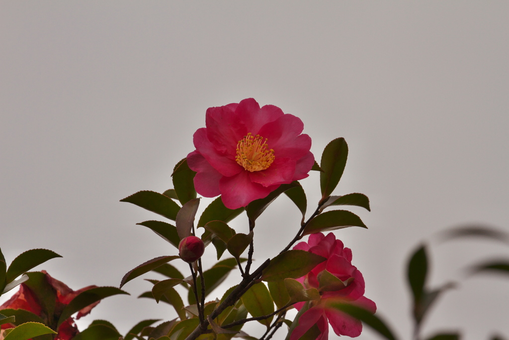 山茶花