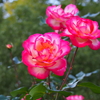 秋薔薇