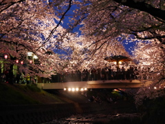 夜桜'16