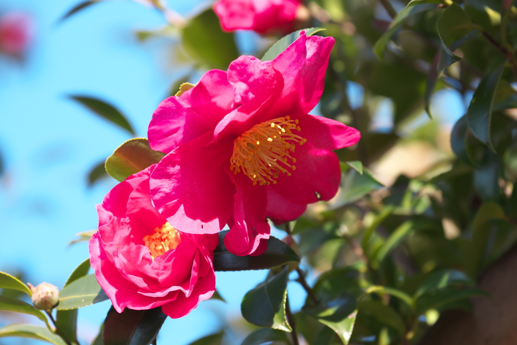 山茶花