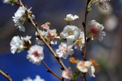コブク桜（子福桜）