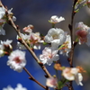 コブク桜（子福桜）