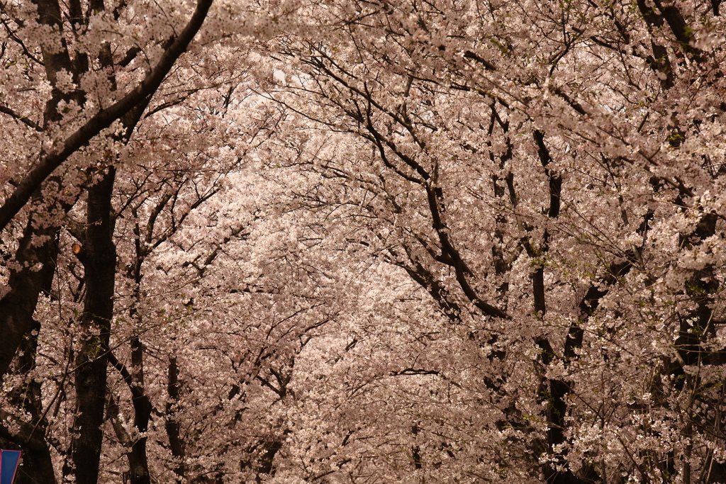 権現堂桜堤