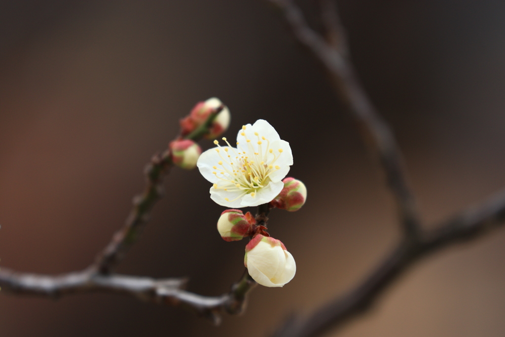 春の香り