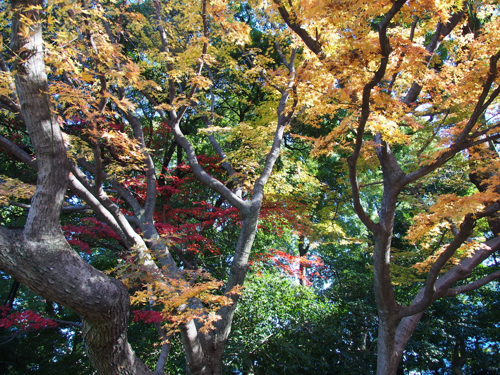 晩秋の二の丸庭園