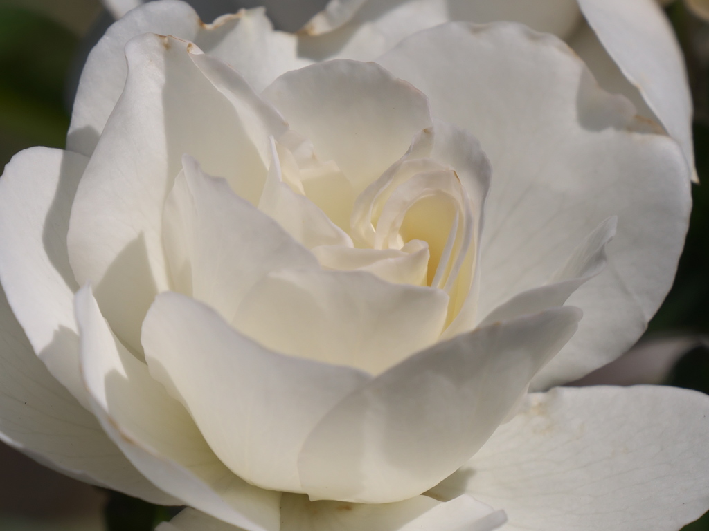 秋薔薇'18