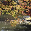 紅葉ステンドグラス