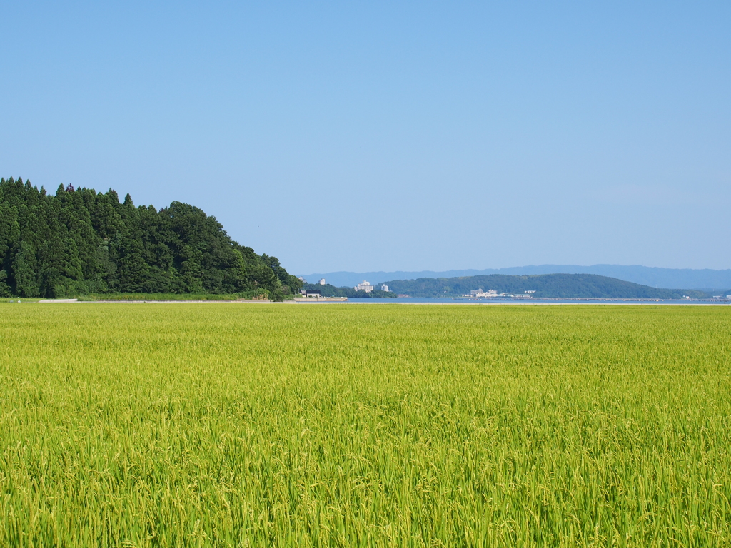 水田の夏