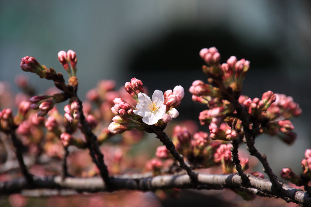 2010年　桜開花