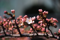2010年　桜開花