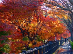 横須賀の紅葉‐①