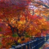 横須賀の紅葉‐①