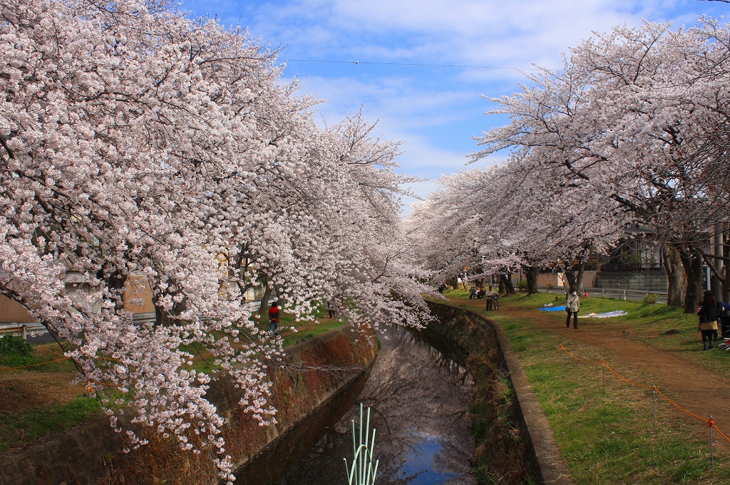 桜並木の下で逢いましょう