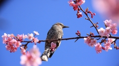 河津桜とヒヨドリ