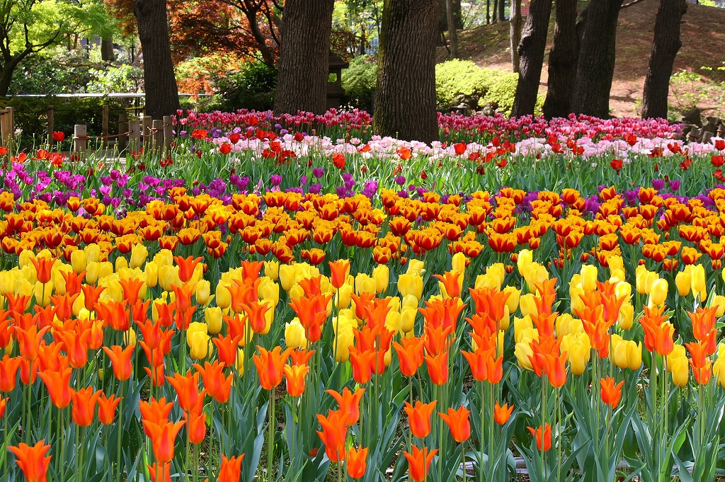 tulip