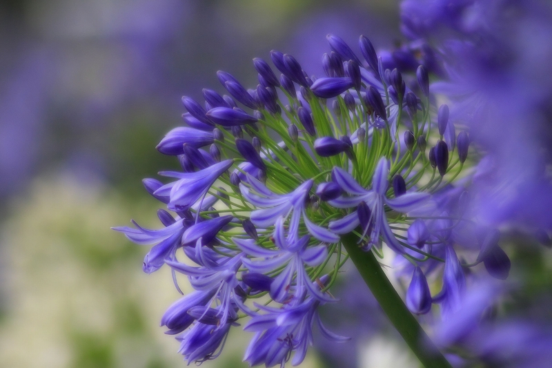 Agapanthus