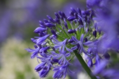 Agapanthus